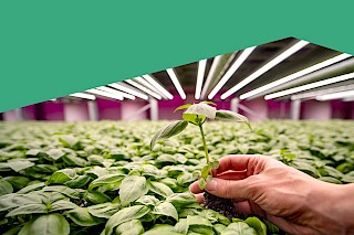 Future Crops